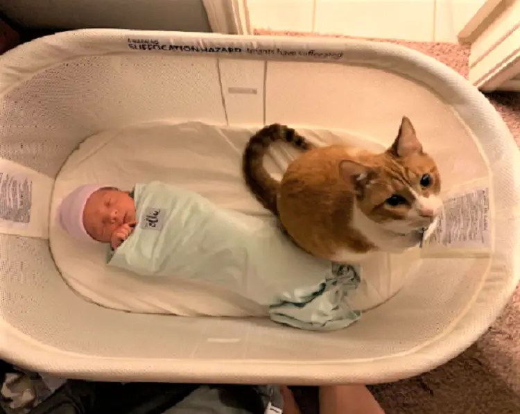 How To Keep Cat Out Of Bassinet