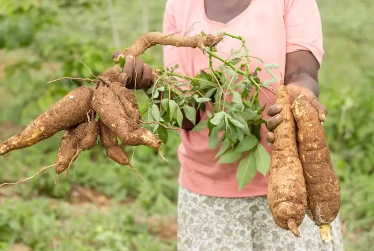 cassava for twin pregnancy