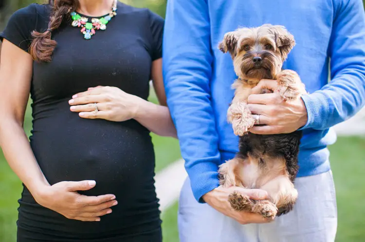 maternity photo shoot with pet