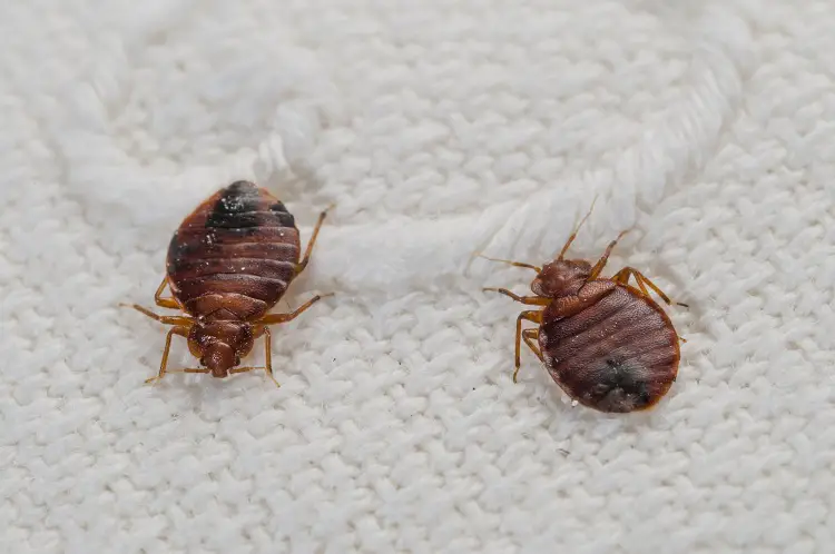 How To Clean A Pack And Play With Bed Bugs