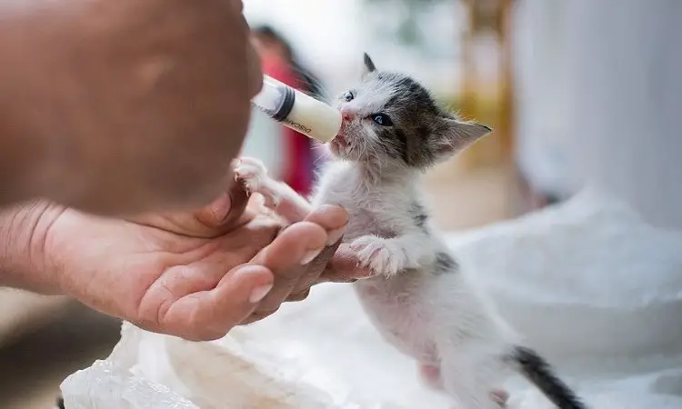 What to Feed a Baby Kitten If There is No Formula